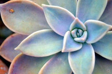Load image into Gallery viewer, SUCCULENT PLANT - DIY PAINTING BY NUMBERS KIT